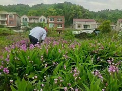 云南白芨苗多少錢一株  云南白芨苗哪里有賣  云南白芨苗地里長好多草圖片圖1