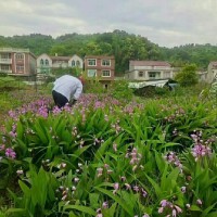 云南白芨苗多少錢(qián)一株  云南白芨苗哪里有賣(mài)  云南白芨苗地里長(zhǎng)好多草圖片