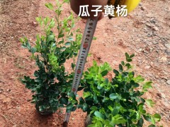 云南迷迭香種植公司都有哪些  云南迷迭香專業(yè)種植基地 迷迭香苗的價格圖3