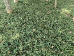 云南迷迭香種植公司都有哪些  云南迷迭香專業(yè)種植基地 迷迭香苗的價格圖5