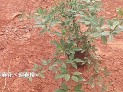 云南哪有一些木春菊種植基地圖4