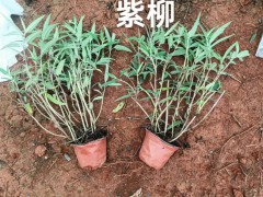 云南迷迭香綠化帶 云南迷迭香多少錢(qián)一斤 云南迷迭香種植圖2