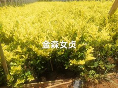 云南迷迭香綠化帶 云南迷迭香多少錢(qián)一斤 云南迷迭香種植圖6