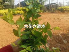 云南迷迭香綠化帶 云南迷迭香多少錢(qián)一斤 云南迷迭香種植圖9