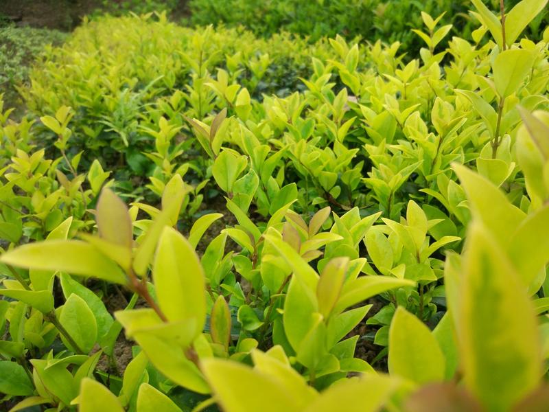 金森女貞樹(shù)苗庭院花壇金葉綠籬苗苗圃直發(fā)女貞小苗低價(jià)