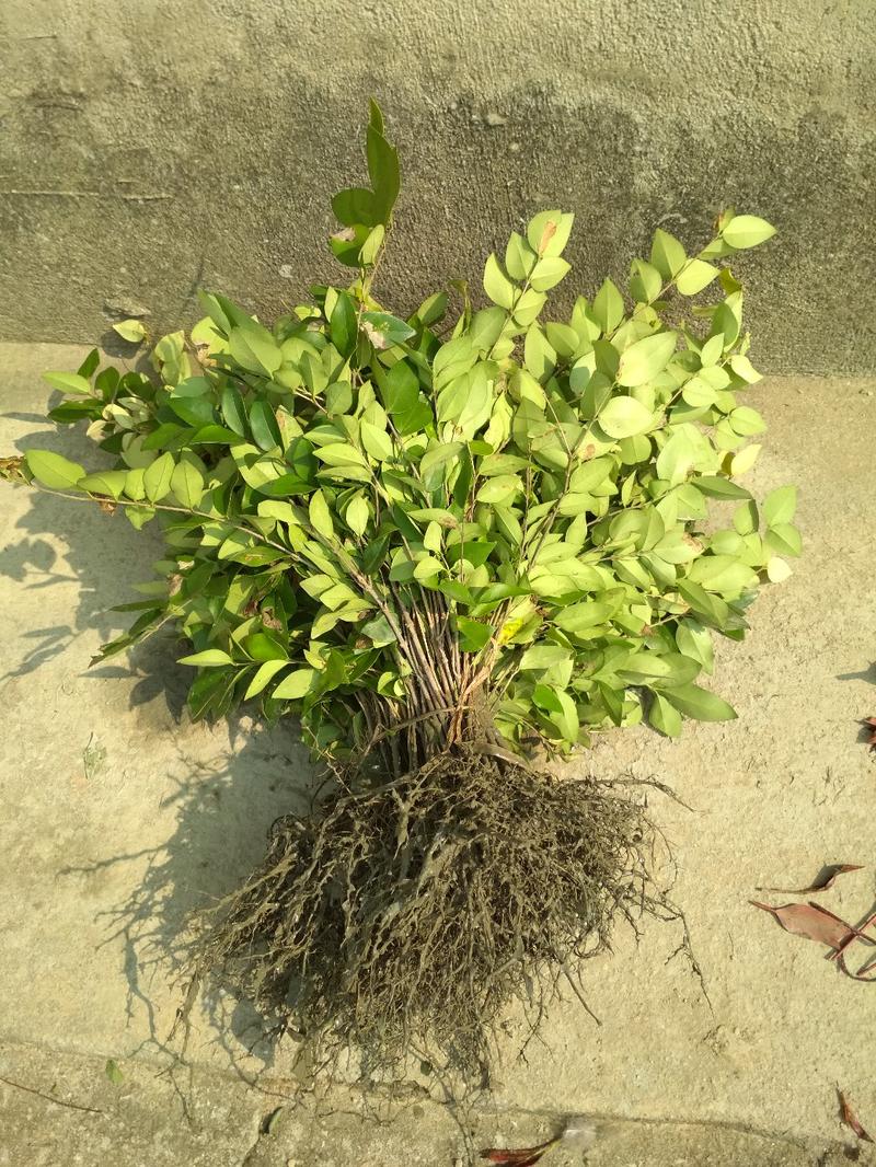 金森女貞樹(shù)苗庭院花壇金葉綠籬苗苗圃直發(fā)女貞小苗低價(jià)