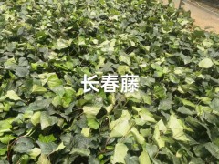 云南鳶尾花 云南鳶尾咖啡 云南鳶尾蘭如何種植圖5