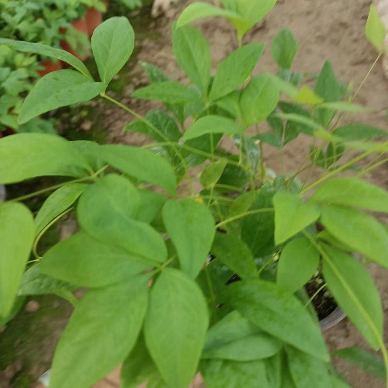 南天竹火焰南天竹耐寒性強(qiáng)花鏡花壇青州花卉苗木基地