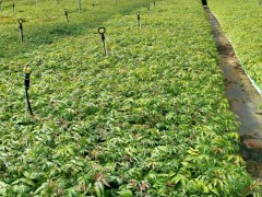 四季紅油香椿的產(chǎn)量如何？四季紅油香椿的種植時間   四季紅油香椿種植技術(shù)視頻圖2