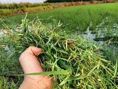 百花蛇舌草 草藥 白花蛇舌草和半枝蓮500g克非野生中藥材蛇舌草茶圖6