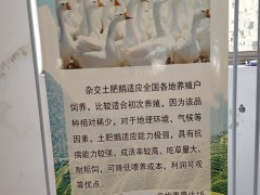 雜交土肥鵝  雜交土肥鵝.雜交魯西南白鵝圖2