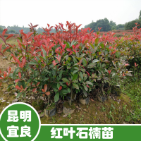 貴州柏樹苗多少錢一棵| 柏樹苗種植商 塔柏袋苗基地