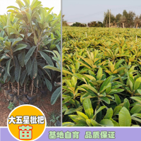 普洱墨江枇杷苗幾年能結(jié)果|正宗蒙自枇杷苗|紅河枇杷苗基地